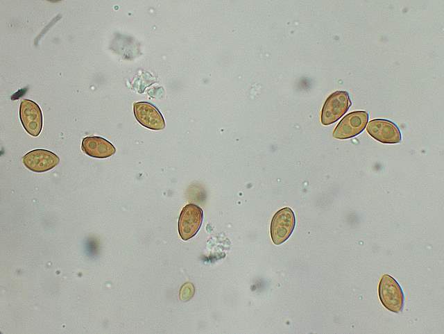 Galerina spec.  Cod.: 1915-07